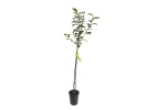 Slivka (Prunus domestica) WEGIERKA DABROWICKA - Tutifruti SK