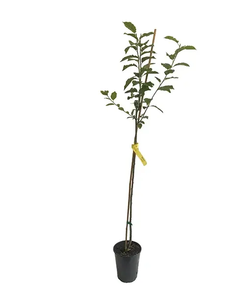Plum  (Prunus domestica) WEGIERKA DABROWICKA