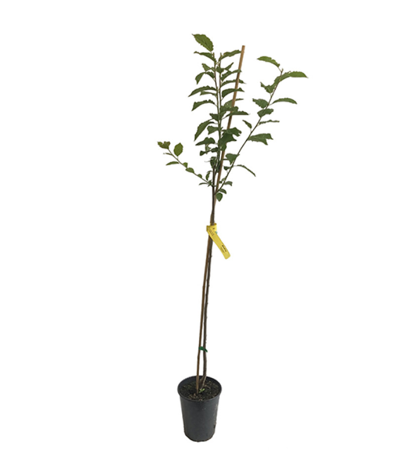 Slivka (Prunus domestica) WEGIERKA DABROWICKA - Tutifruti SK