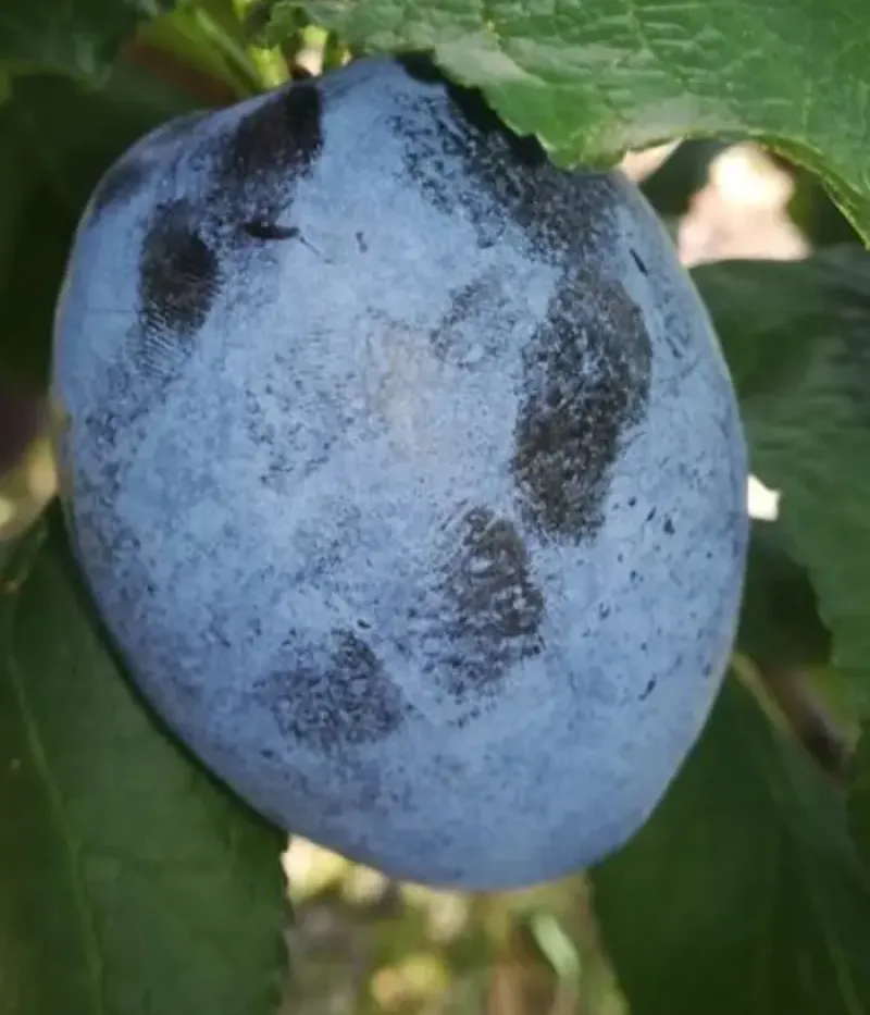 Slivka (Prunus domestica) CARPATIN - Tutifruti, s.r.o.