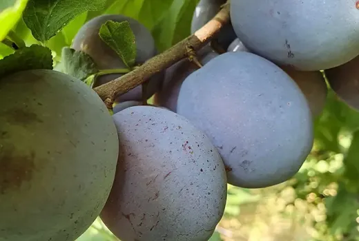 Nové odrody sliviek pre rok 2026: Centenar, Agent a Diana (Rumunský výber)