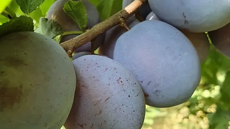 Nové odrody sliviek pre rok 2026: Centenar, Agent a Diana (Rumunský výber)