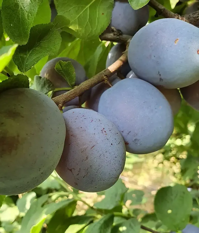 Slivka (Prunus domestica) CENTENAR - Tutifruti, s.r.o.