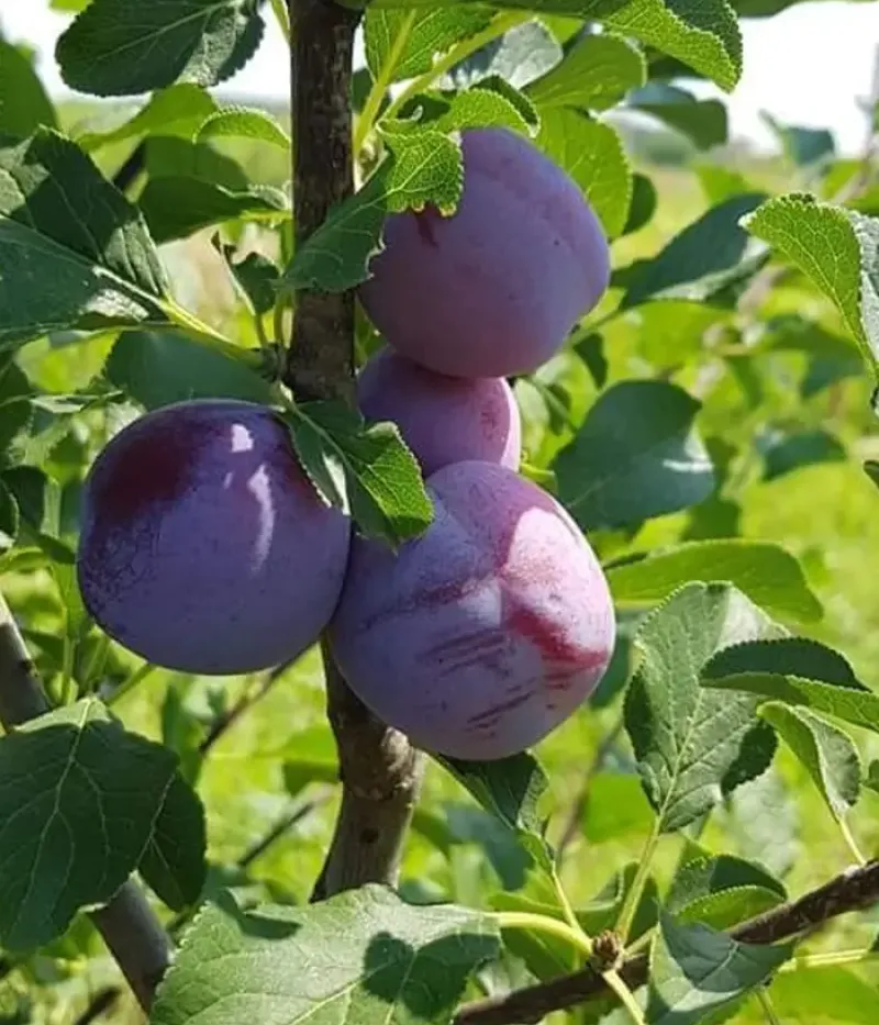 Pflaume (Prunus domestica) DIANA - Tutifruti, s.r.o.
