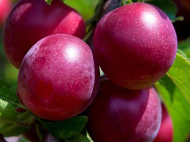 Hybrid plum DONCHANKA RANNAYA Hybrid plum DONCHANKA RANNAYA
