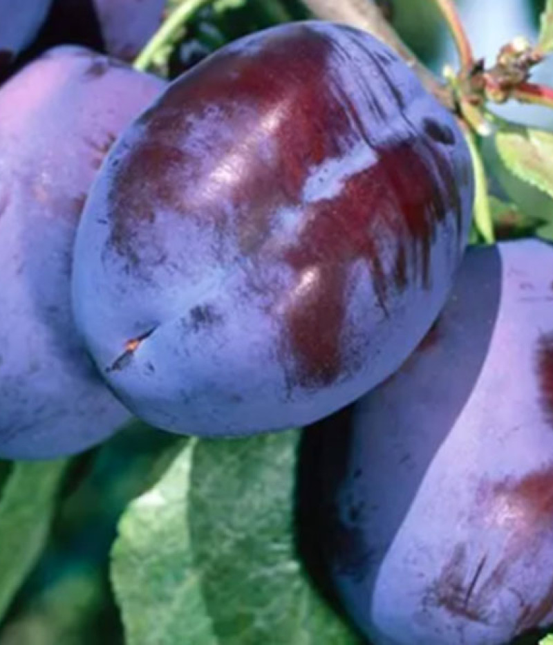 Slivka stĺpová (Prunus domestica) IMPERIAL - Tutifruti SK