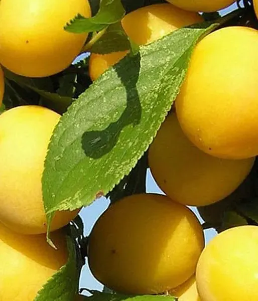 Hybridná slivka GEK - Tutifruti SK