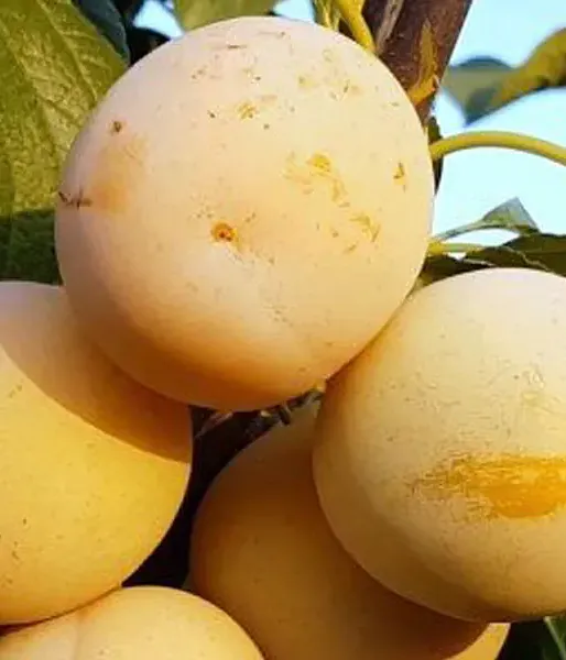 Hybridná slivka GEK - Tutifruti SK