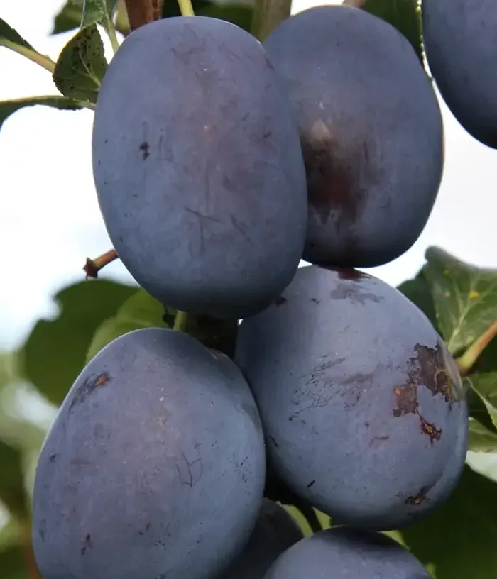 Plum (Prunus domestica) HAGANTA - Tutifruti, s.r.o.