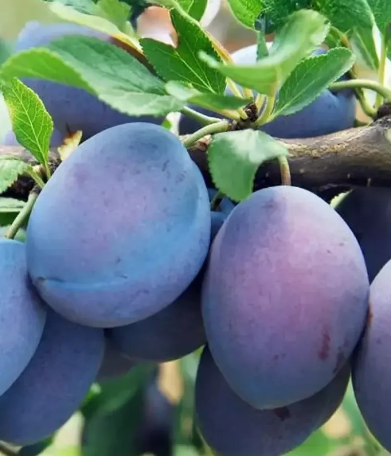 Slivka (Prunus domestica) HANKA - Tutifruti, s.r.o.