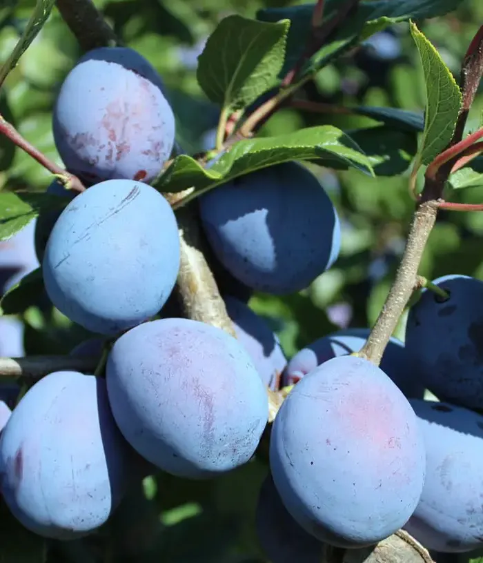 Plum (Prunus domestica) HAROMA - Tutifruti, s.r.o.