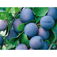 Plum  (Prunus domestica) HERMAN