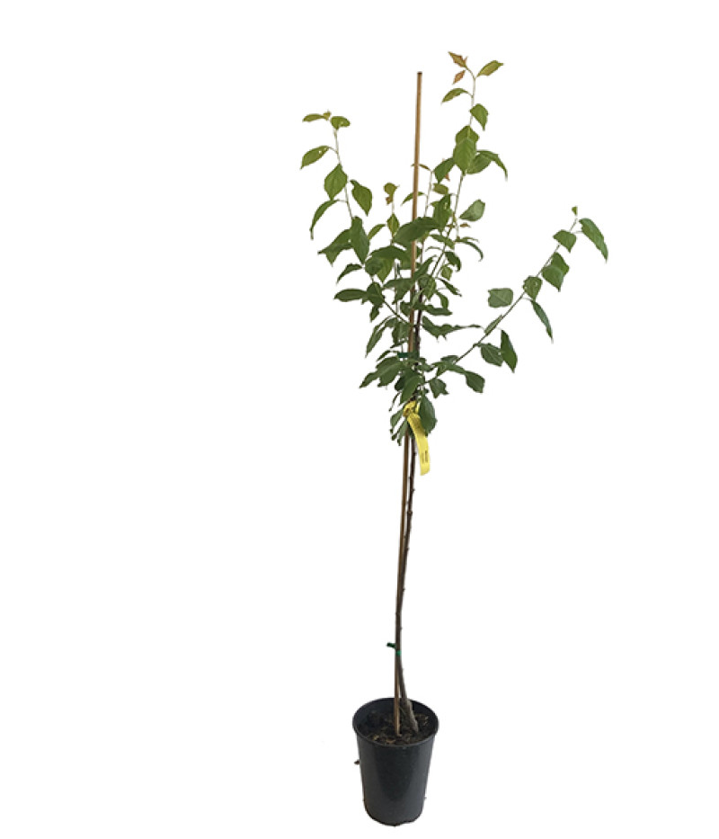 Slivka (Prunus domestica) HERMAN - Tutifruti SK