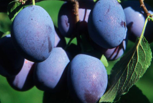 Russian plum: The story of the birth of indestructible fruit