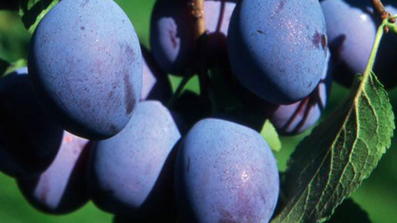 Ruská slivka: Príbeh o zrode nezničiteľného ovocia