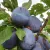 Late plum trees