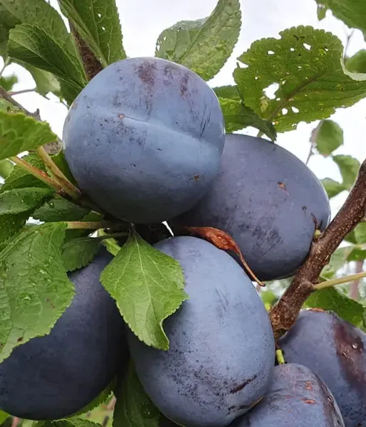 Slivka (Prunus domestica) JOGANTA - Tutifruti, s.r.o.