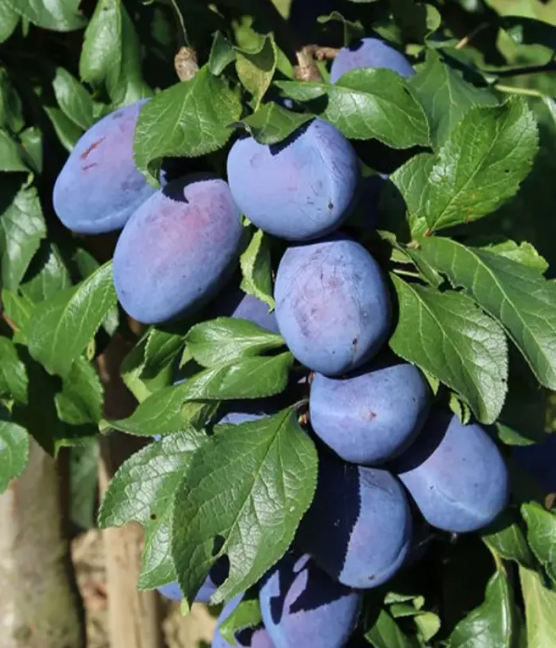 Slivka (Prunus domestica) JOGANATA - Tutifruti, s.r.o.