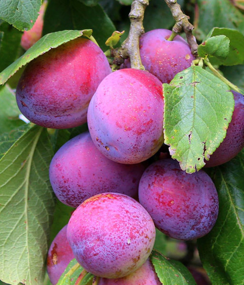 Plum  (Prunus domestica) JUBILEUM - Tutifruti SK