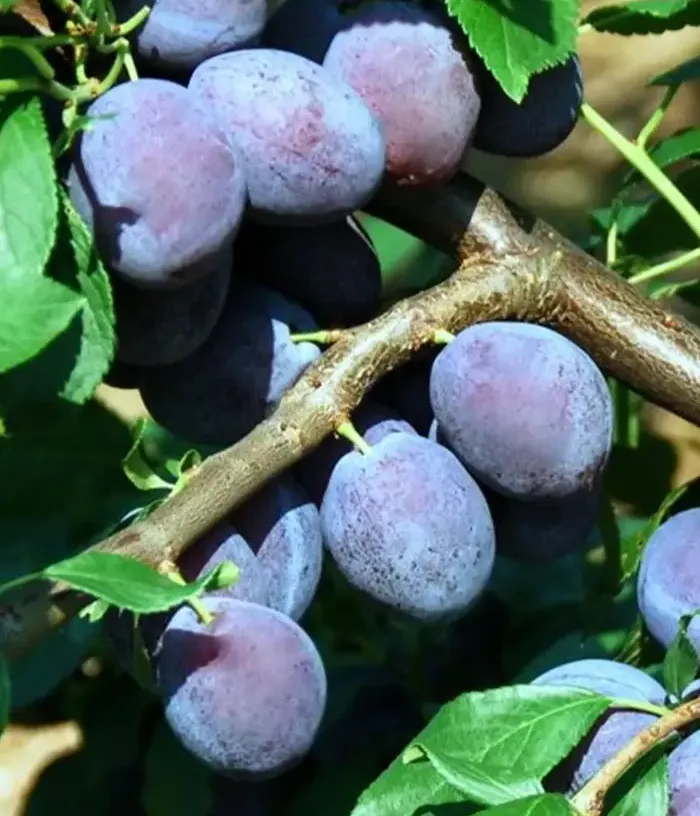 Slivka (Prunus domestica) JUNA - Tutifruti, s.r.o.