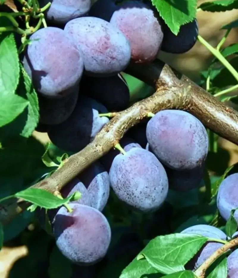 Slivka (Prunus domestica) JUNA - Tutifruti, s.r.o.