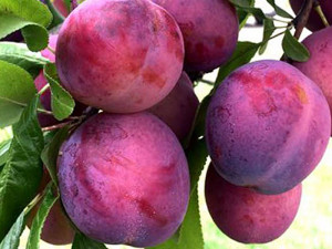 These hardy container plums produce a harvest that saves time and money