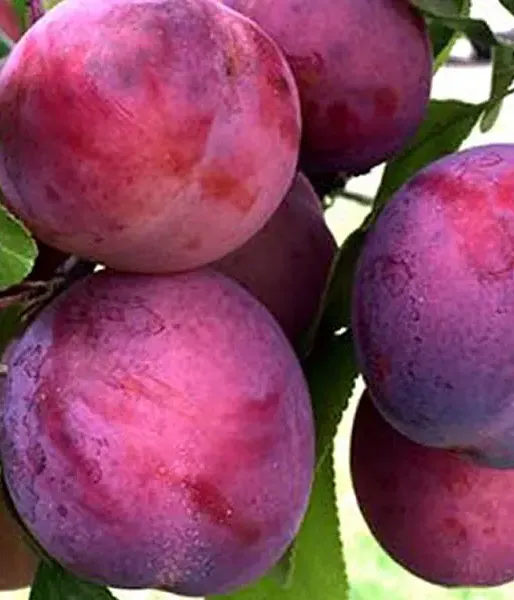 Hybridná slivka (Prunus x hybrid) KOMETA