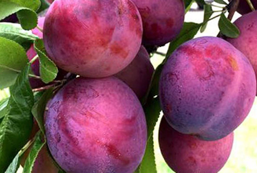 Odolné slivky v kontajneri sú nenáročné. Zaujme vysoká úroda a úspora