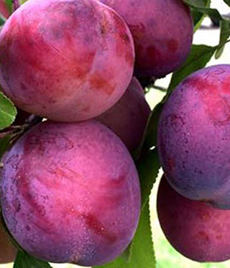 Hybrid plum KOMETA - Tutifruti SK