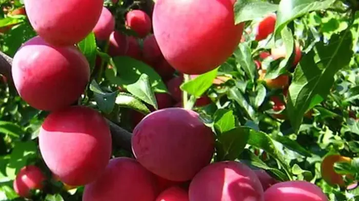 Sprievodca odrodami sliviek (3. diel): Mrazuvzdorné a hybridné klenoty