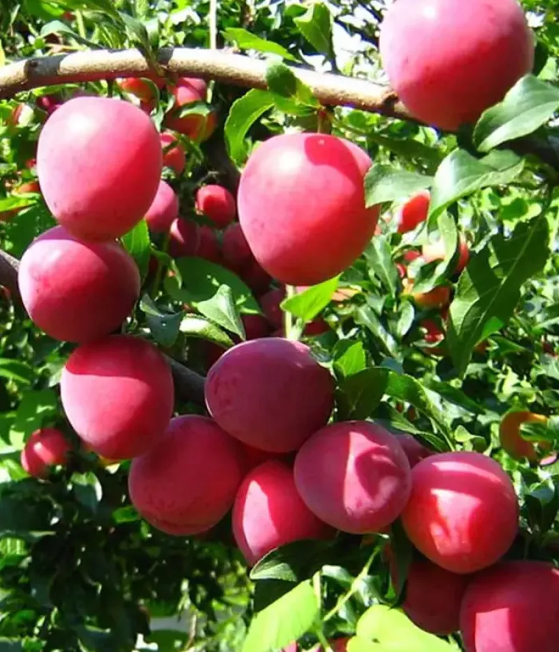 Hybridná slivka (Prunus sp.) KUBANSKAYA KOMETA - Tutifruti, s.r.o.