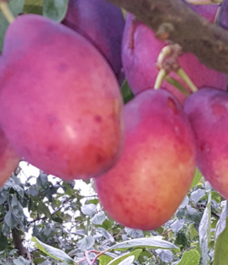 Slivka (Prunus domestica) LAINE - Tutifruti, s.r.o. (SK)