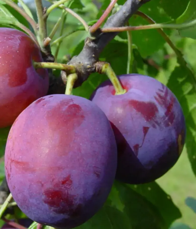 Slivka (Prunus domestica) LIISU - Tutifruti, s.r.o.