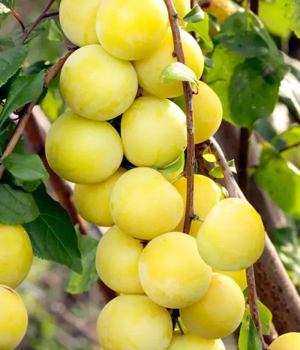 Hybrid plum (Prunus sp.) MARA