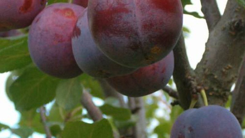 Analýza lotyšských sliviek: Profily odrôd Laine, Alvis a Minjona | Blog