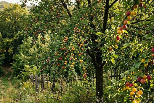 Slivka čerešňoplodá (Prunus cerasifera): skrytý poklad našich sadov a lesov
