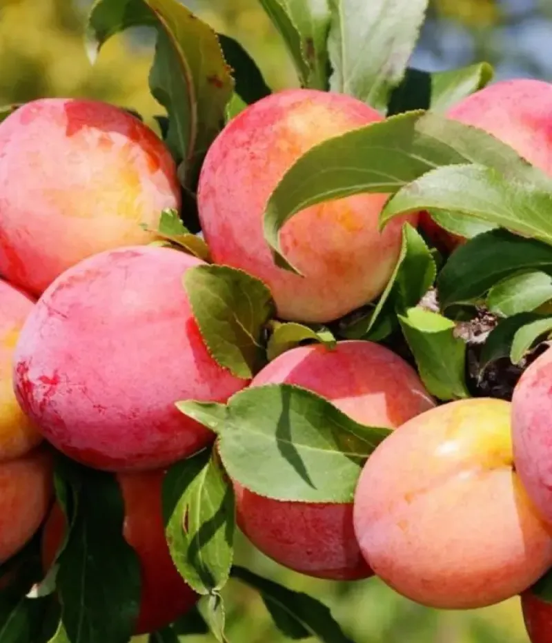 Slivka (Prunus domestica) PERSIKINĖ - Tutifruti, s.r.o.