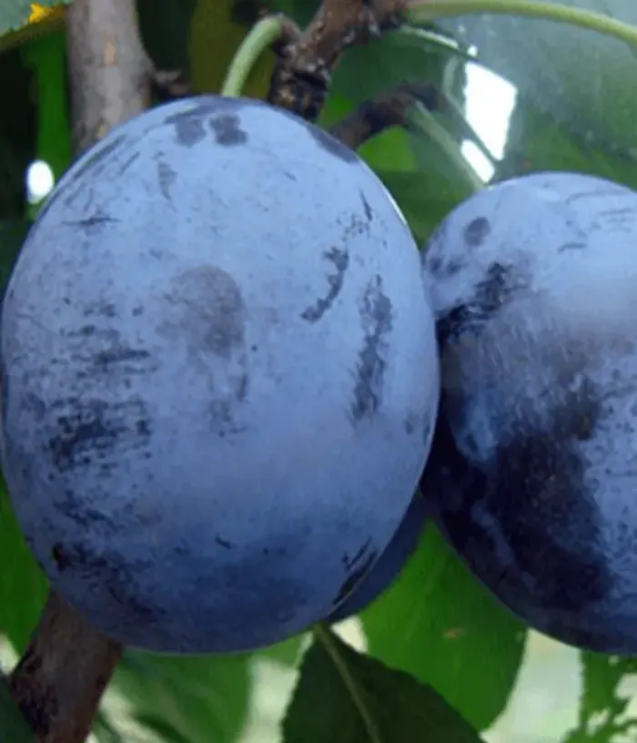 Plum (Prunus domestica) PESCĂRUȘ - Tutifruti, s.r.o.
