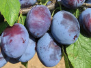 Slivka (Prunus domestica) PRESIDENT - Tutifruti SK Slivka (Prunus domestica) PRESIDENT - Tutifruti SK