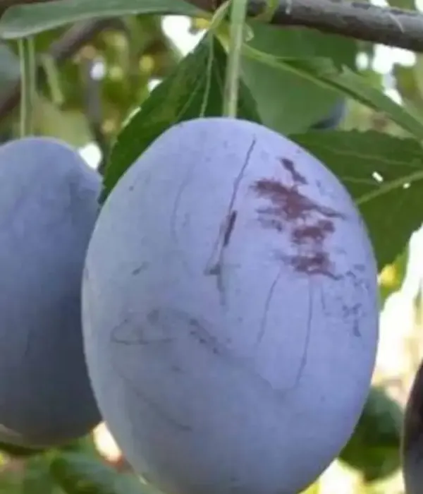 Plum (Prunus domestica) ODA
