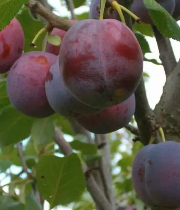 Hybrid plum (Prunus sp.) MINJONA