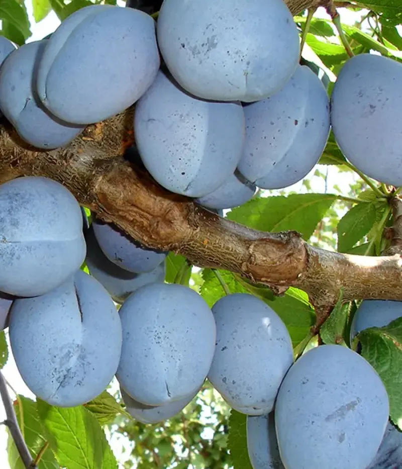 Slivka (Prunus domestica) RECORD - Tutifruti, s.r.o.