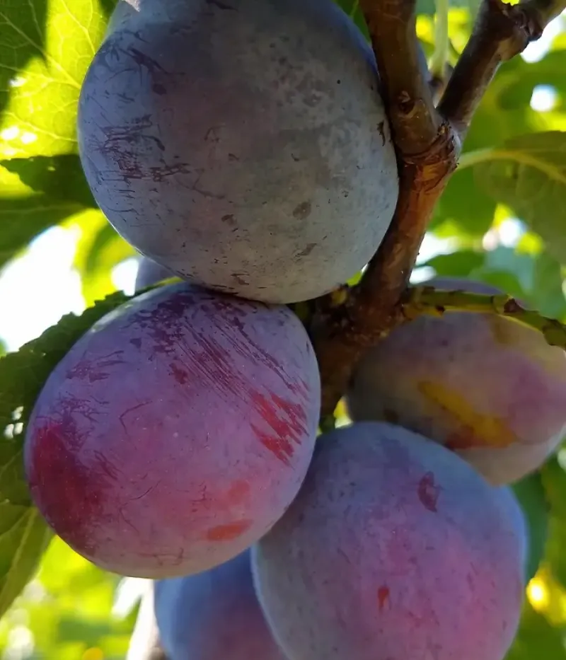 Slivka (Prunus domestica) ROMAN - Tutifruti, s.r.o.
