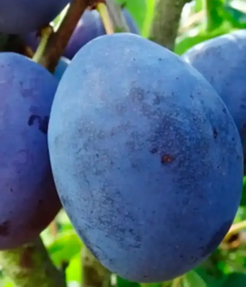 Slivka (Prunus domestica) SILVIA - Tutifruti, s.r.o.