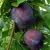 Extra frost-resistant PLUMS
