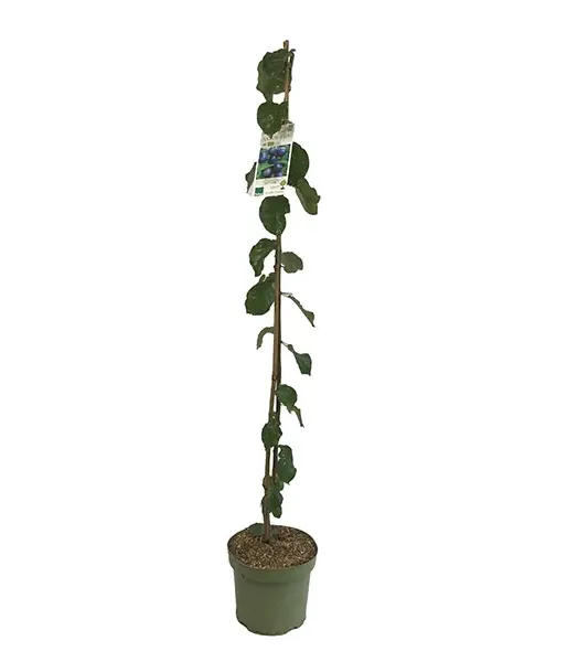 BIO Plum AROMA SPUR ROT Columnar