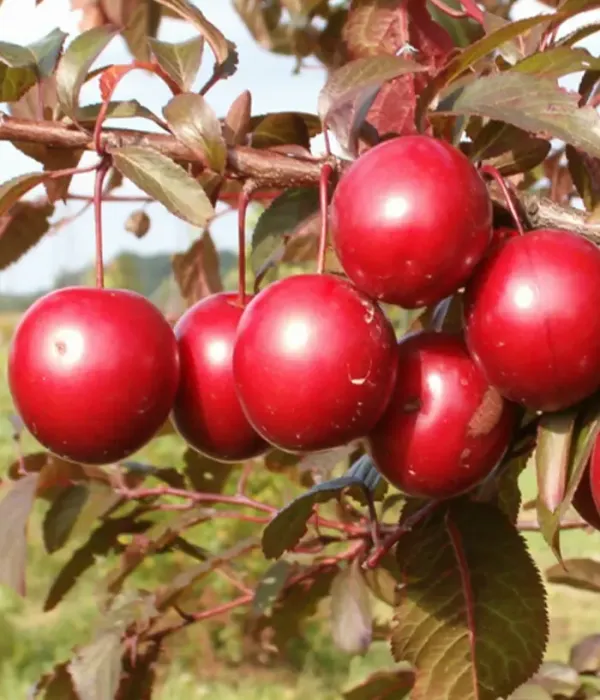 Hybrid plum (Prunus sp.) SPĪDOLA