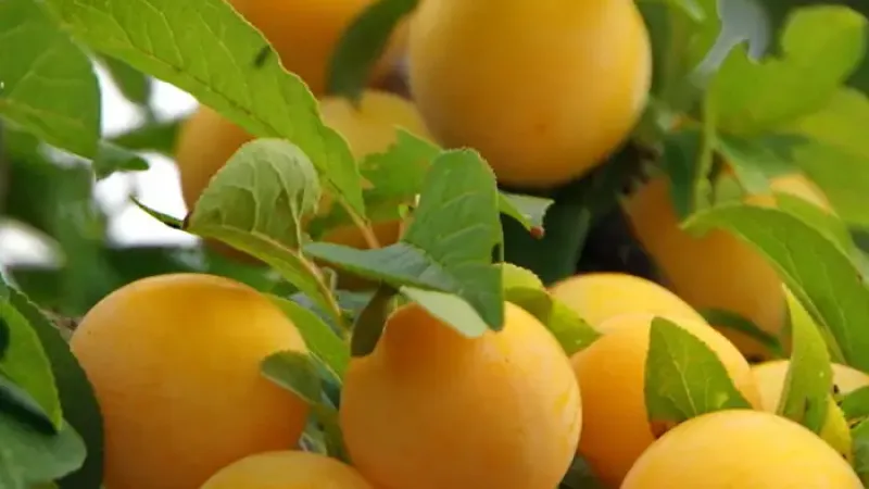 Nové hybridné ruské slivky 2026: Alyonushka, Kubanskaya Kometa a Soneika