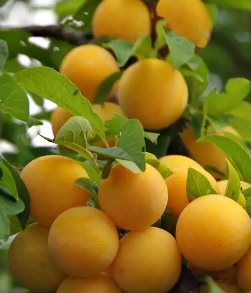 Hybridná slivka (Prunus sp.) SONEIKA - Tutifruti, s.r.o.