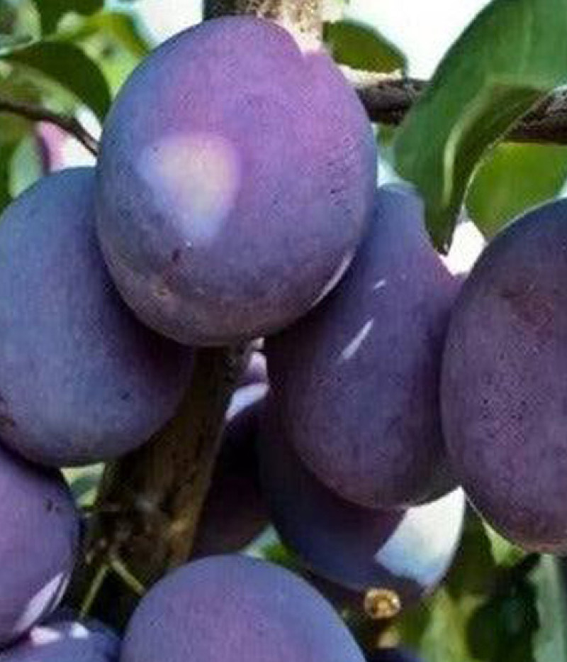 Slivka (Prunus domestica) SONORA - Tutifruti, s.r.o. (SK)